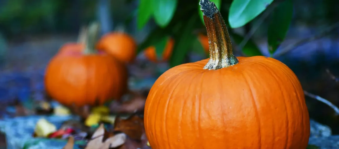 Pumpkin in the garden