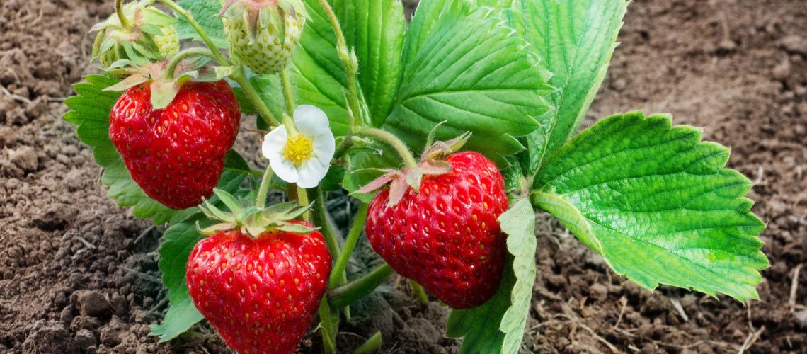 Strawberry plant growing in soil in a garden