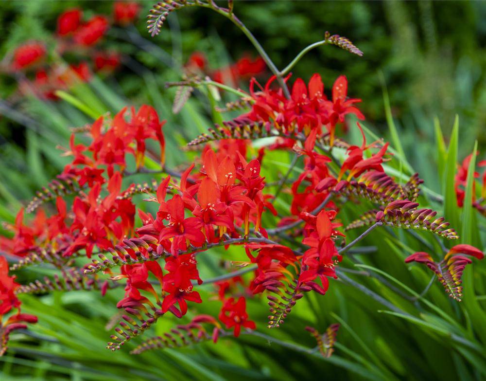 Plant finder
